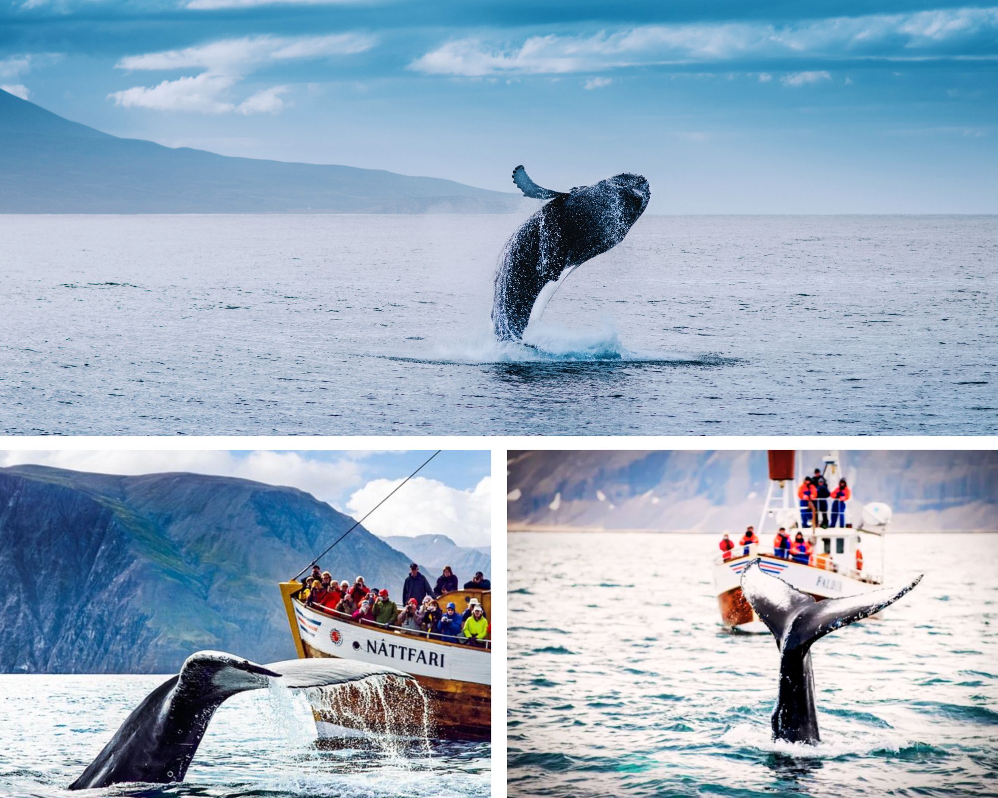 Eyes on the water and smiles all around, whale watching in Iceland is a splash-hit with the whole family.